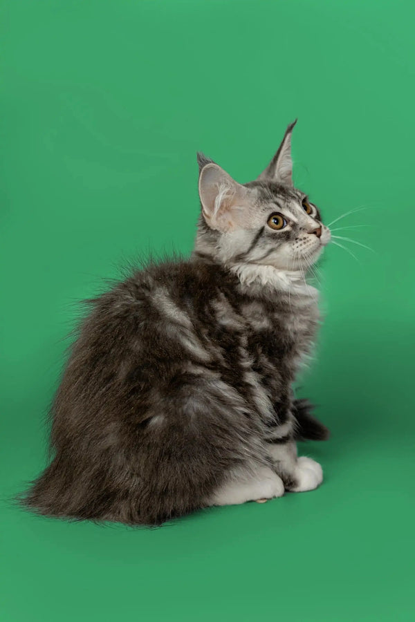Gray and white tabby Maine Coon kitten sitting cutely with head turned to the side