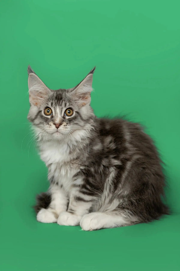 Adorable Maine Coon kitten Kingsley with a silver tabby coat and cute ear tufts