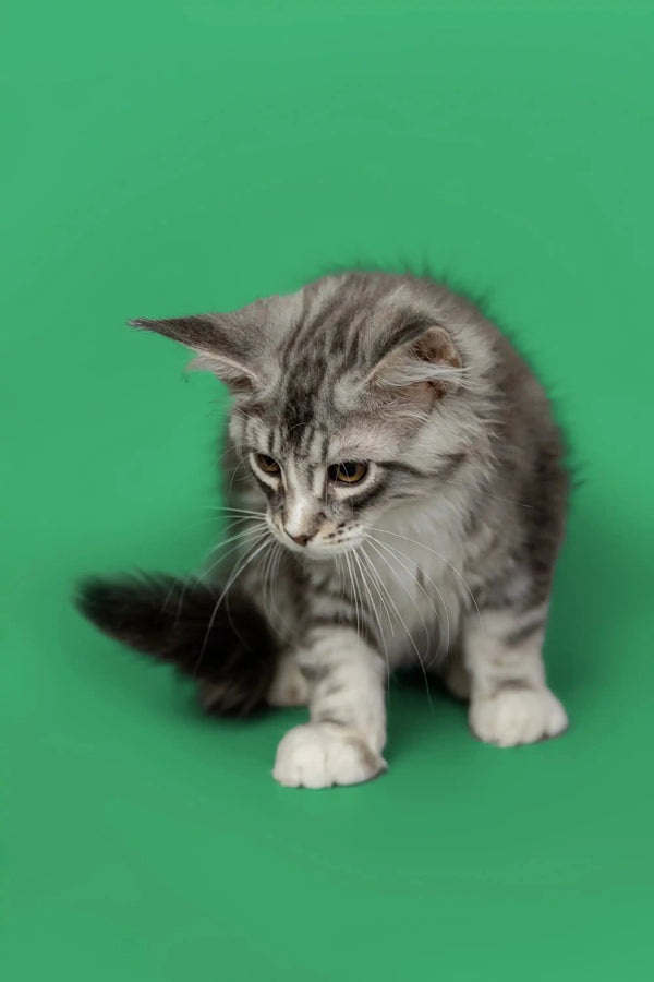 Gray and white tabby Maine Coon kitten Kingsley with fluffy coat and curious look