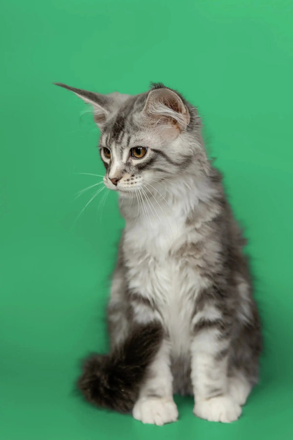 Gray and white tabby Maine Coon kitten sitting upright, adorable and playful