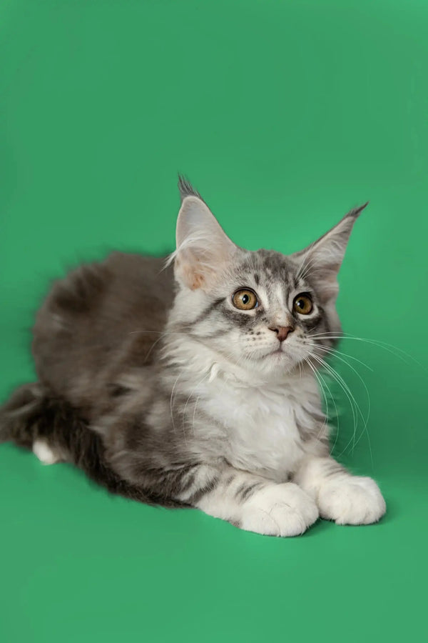 Fluffy gray and white Maine Coon kitten Kingsley with alert eyes and tufted ears