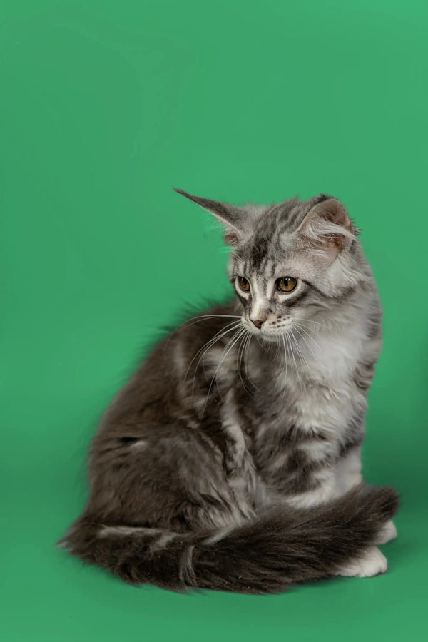 Gray tabby Maine Coon kitten with fluffy fur sitting upright, cuteness overload