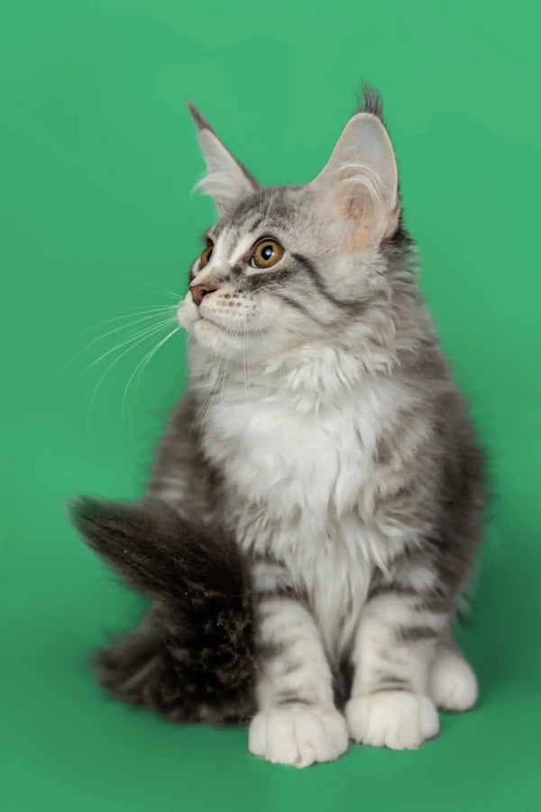 Silver tabby Maine Coon kitten with fluffy coat and ear tufts in Kingsley product