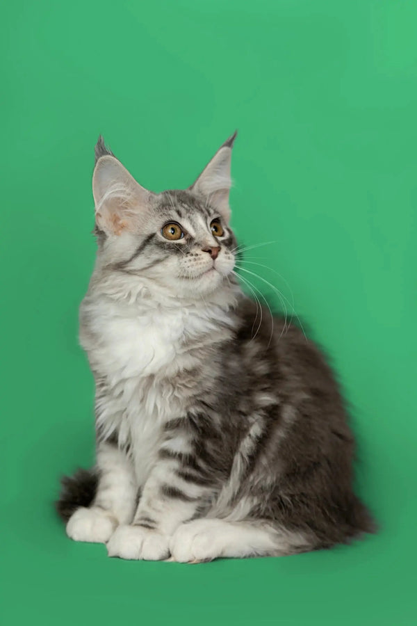 Adorable Silver Tabby Maine Coon Kitten Kingsley with fluffy coat and ear tufts