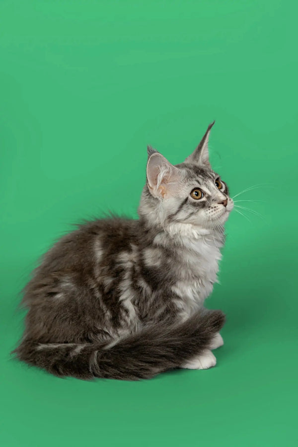 Gray and white Maine Coon kitten with alert expression for Kingsley product