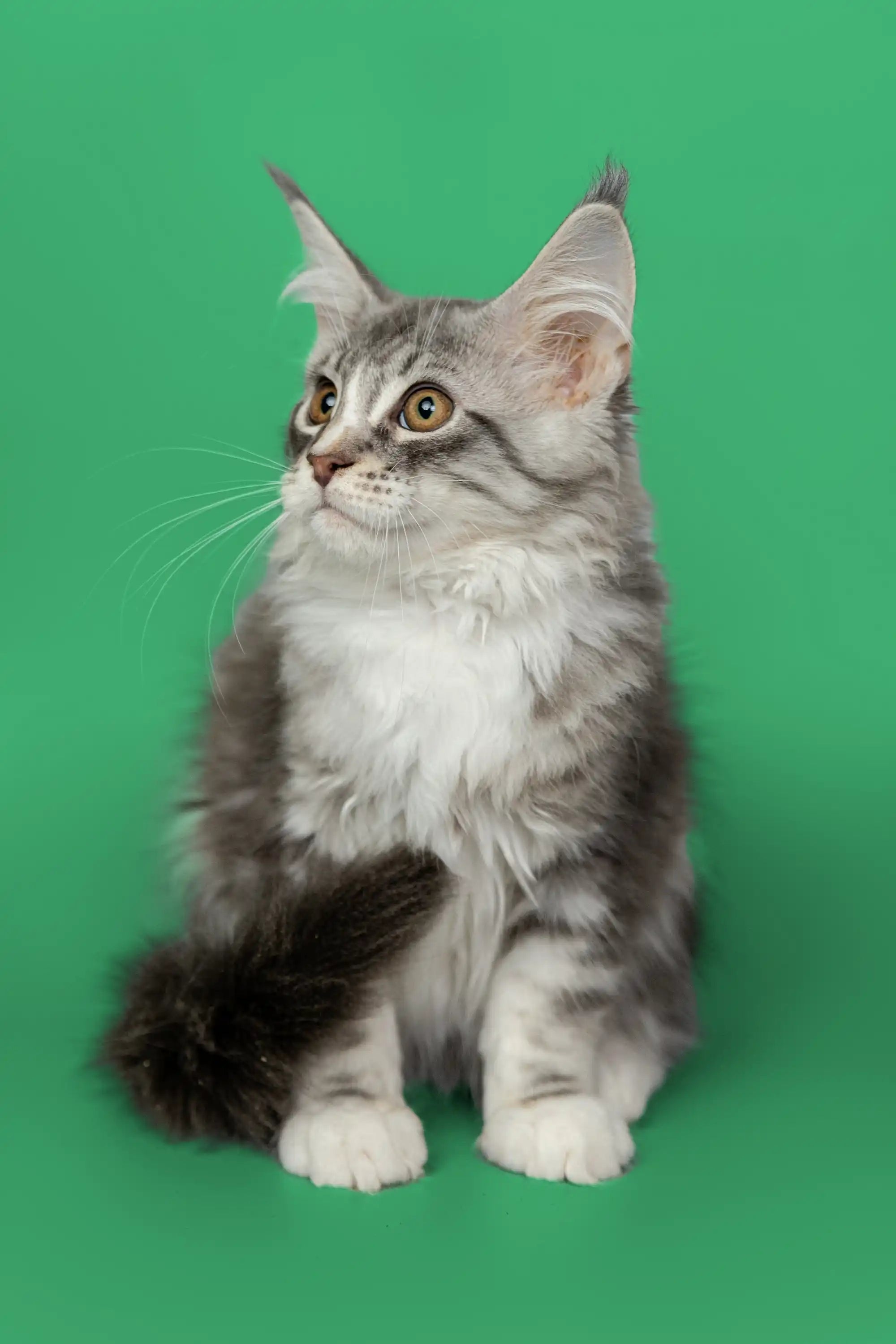 Maine Coon Kittens and Cats for Sale Kingsley | Kitten