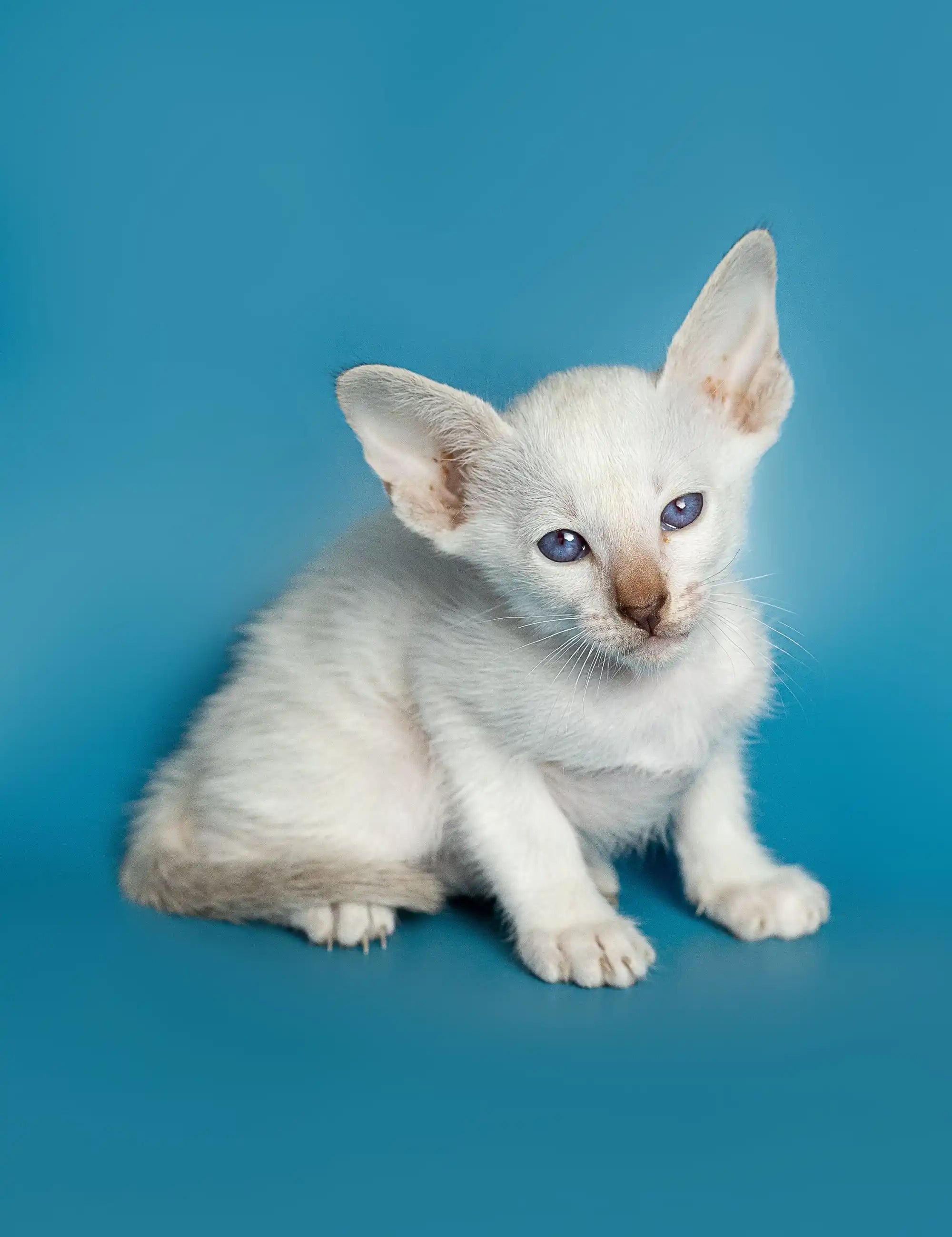 Oriental Shorthair Kittens For Sale Kira | Kitten