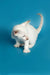 White Oriental Shorthair kitten with blue eyes and a raised tail, looking down