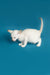 White Oriental Shorthair kitten with blue eyes and raised tail on a blue surface