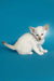 White Oriental Shorthair kitten with blue eyes, perfect for Kira collection