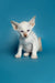 White Siamese kitten with blue eyes and large ears, perfect for Kira Oriental Kitten