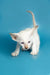 White Oriental Shorthair kitten with blue eyes crouching playfully, perfect for Kira