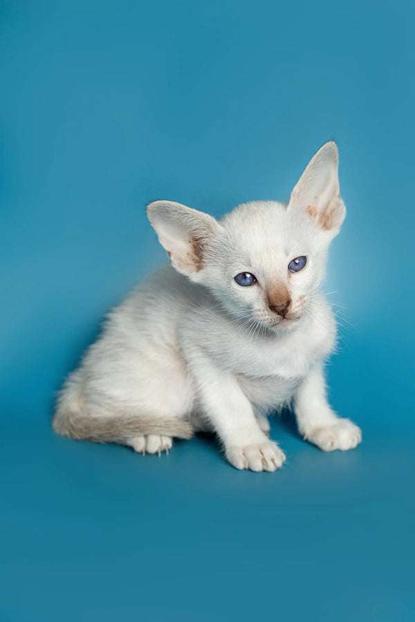 Cute White Siamese kitten with blue eyes and large ears from Kira | Oriental Kitten