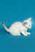 Adorable white Oriental Shorthair kitten with blue eyes in a playful red point pose