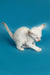 White Oriental Kitten with blue eyes stretching on a playful blue background