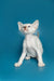 White Oriental Shorthair kitten with blue eyes and big ears gazing up adorably