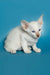 White Siamese kitten with blue eyes and large ears, perfect for Kira | Oriental Kitten