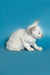 Adorable White Kitten Kira with blue eyes and red point, an Oriental Shorthair cutie