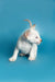 White Oriental Kitten with blue eyes and pointed ears sitting stylishly on a blue surface