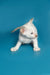 White Oriental Shorthair kitten with blue eyes in playful crouched position