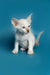 Cute White Siamese kitten with blue eyes and large ears, perfect for Kira | Oriental Kitten