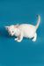 Adorable White Kitten with Blue Eyes on Blue Surface from Kira | Oriental Kitten