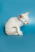 White Oriental Shorthair kitten with blue eyes and red point, head tilted adorably