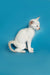 White Oriental Shorthair kitten with blue eyes in a cute poised position