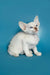 Adorable White Kitten with Big Ears and Blue Eyes on a Blue Backdrop, Kira | Oriental Kitten