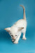 White Oriental Shorthair kitten stretching with blue eyes and a curled tail, Kira