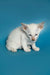 White Oriental Shorthair kitten Kira with blue eyes and pink nose on blue background