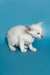 White Oriental Shorthair kitten with blue eyes against a blue backdrop