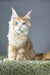 Kismet | maine coon kitten