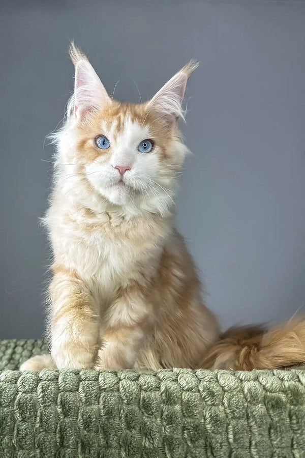Kismet | maine coon kitten