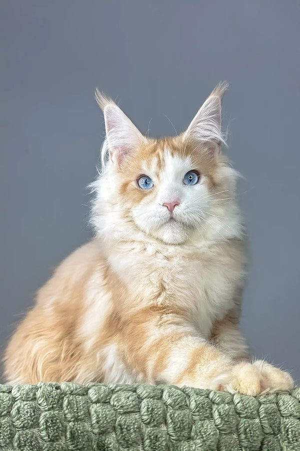 Kismet | maine coon kitten