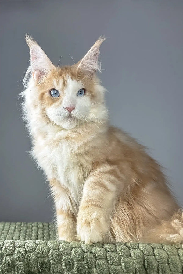 Kismet | maine coon kitten