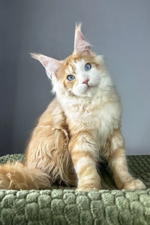 Kismet | maine coon kitten