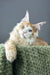 Kismet | maine coon kitten