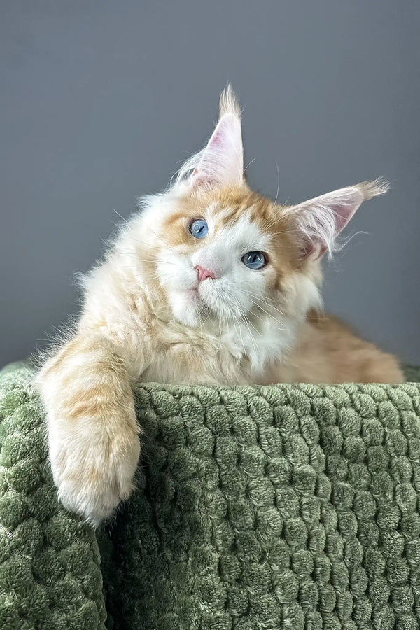 Kismet | maine coon kitten