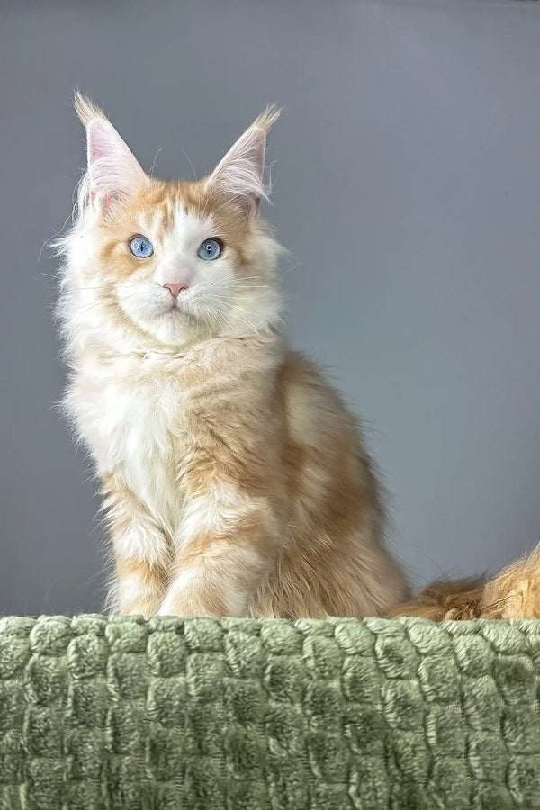 Kismet | maine coon kitten