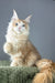 Kismet | maine coon kitten