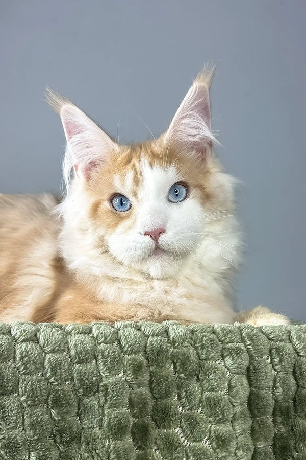 Kismet | maine coon kitten