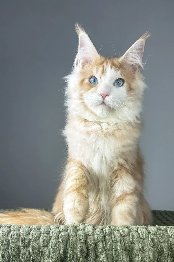 Kismet | maine coon kitten
