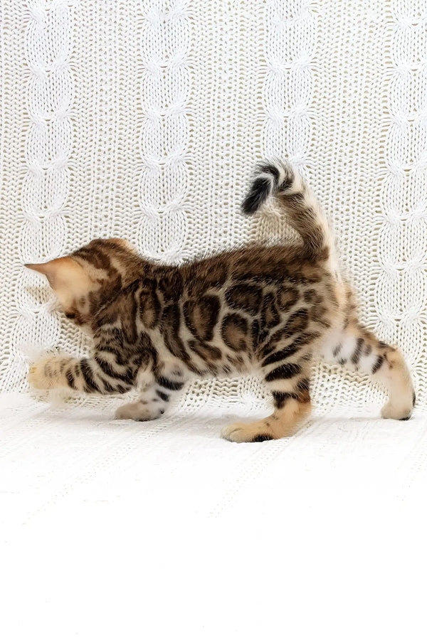 Kiss-kiss | bengal kitten