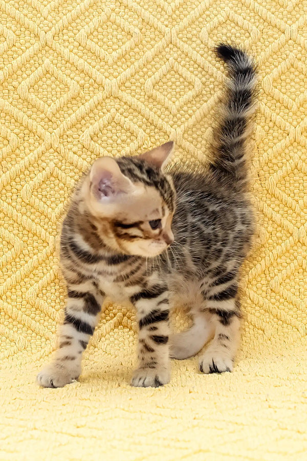 Kiss-kiss | bengal kitten