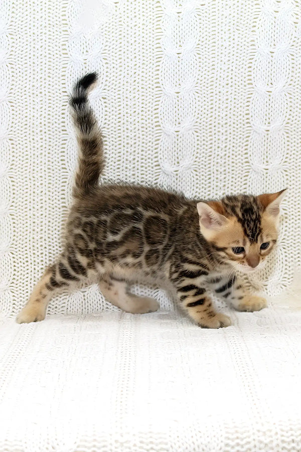 Kiss-kiss | bengal kitten