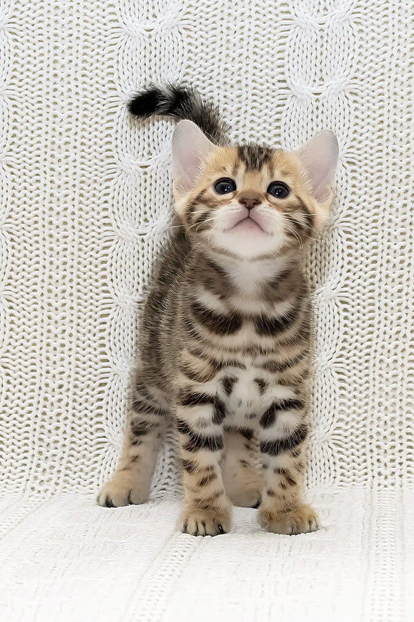 Kiss-kiss | bengal kitten