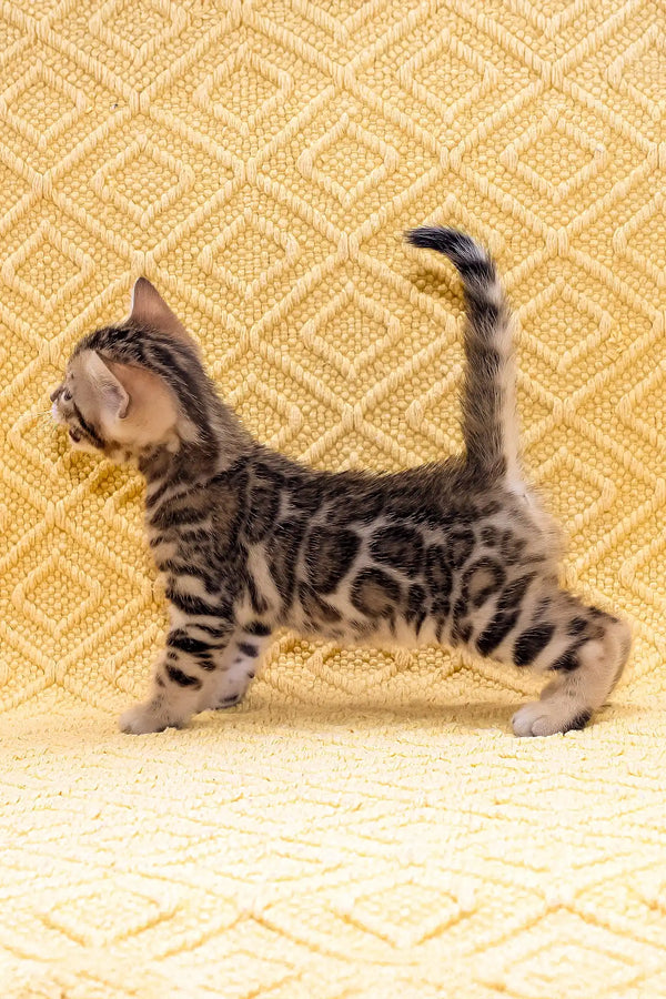 Kiss-kiss | bengal kitten