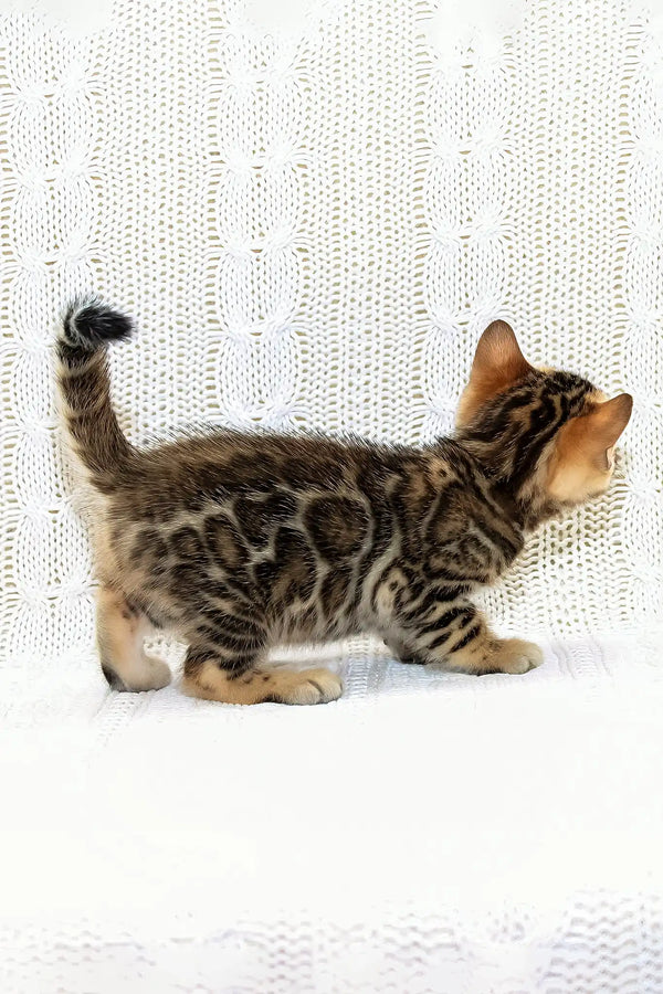 Kiss-kiss | bengal kitten