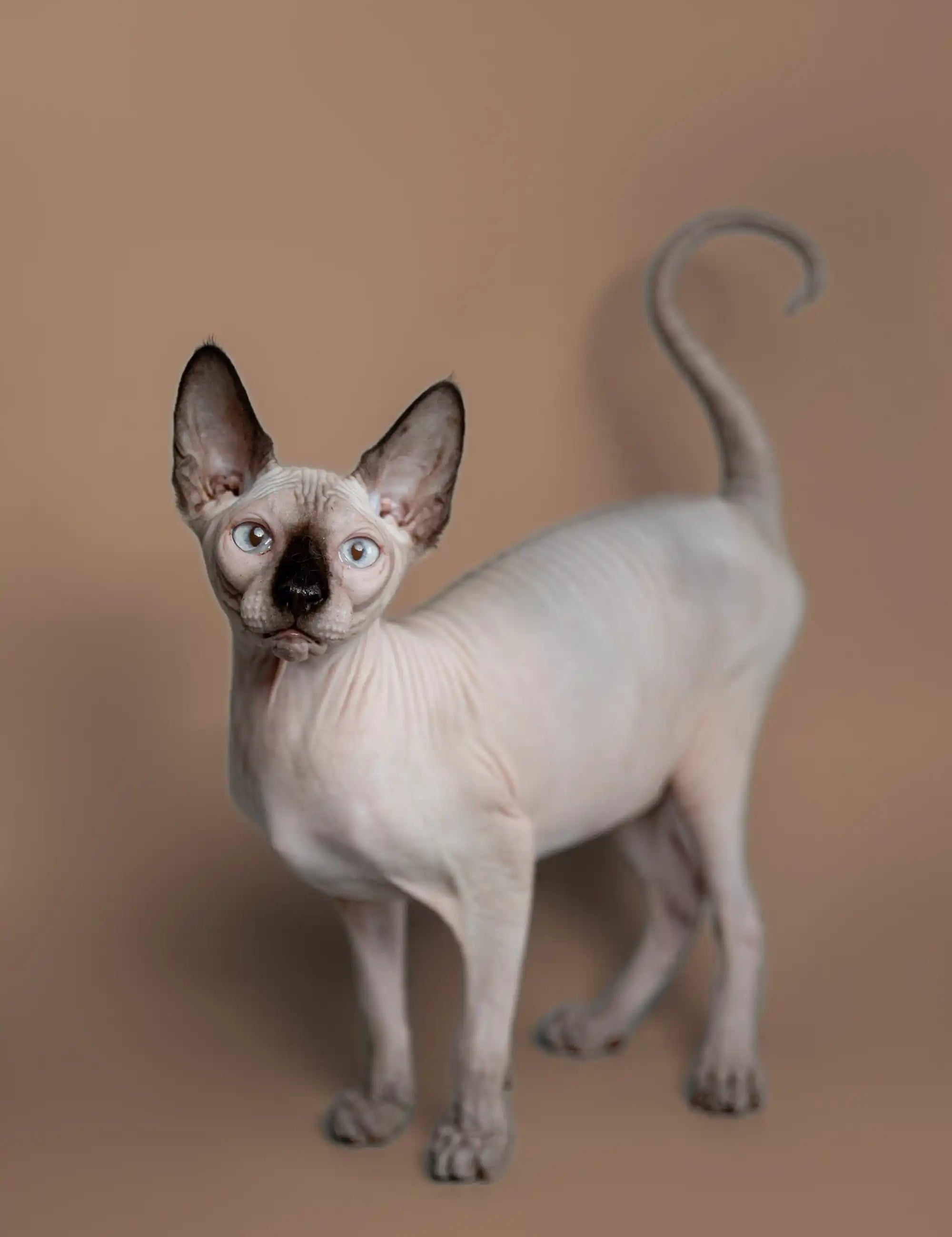 Hairless Sphynx Cats & Kittens for Sale Kiss | Kitten